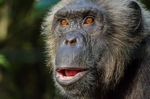Portrait of wild looking chimp Stock Photos