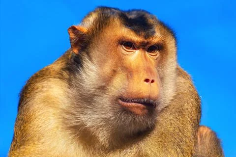 Portrait of a wild macaque monkey set against sky Stock Photos