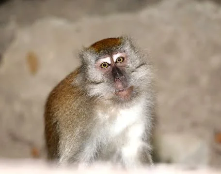 Portrait of Wild Monkey Stock Photos