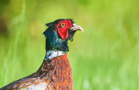 Portrait of wild pheasant Foto stock