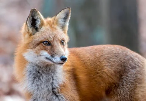 Portrait of a wild red Fox Stock Photos