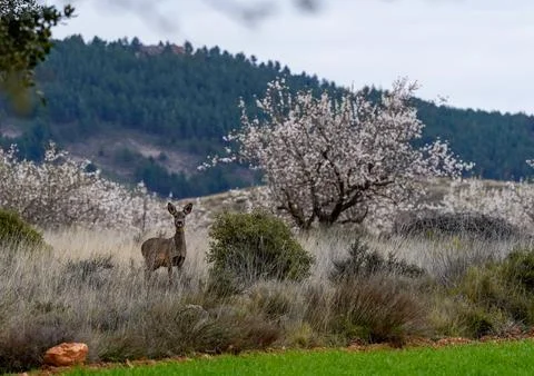 Portrait of wild roe deer in spring landscape with flowers Photos