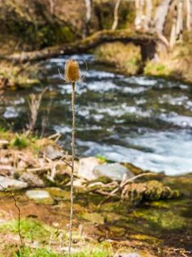 Portrait of wild teasel Stock Photos
