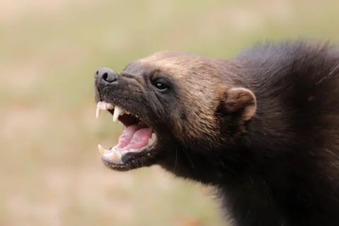 Portrait wild wolverine Stock Photos