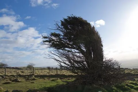 A Portrait of a Windswept Tree Stock Photos