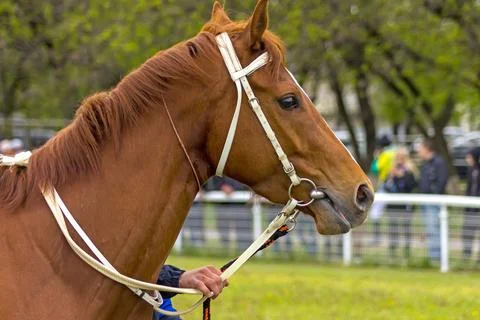 Portrait of winner Stock Photos