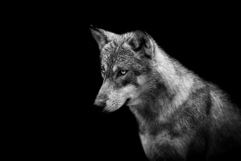 Portrait of a wolf with a black background Stock Photos
