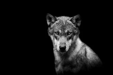 Portrait of a wolf with a black background Stock Photos