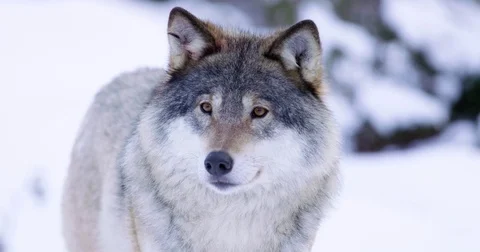 Portrait of wolf in the cold norwegian forest Stockbeeldmateriaal 72540128