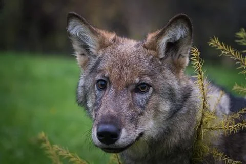 Portrait of a wolf cub Stock Photos