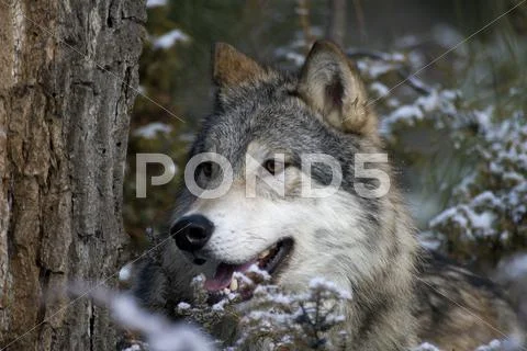 Portrait Of A Wolf Hidden Behind Bushes