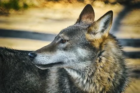 Portrait of Wolf Stock Photos