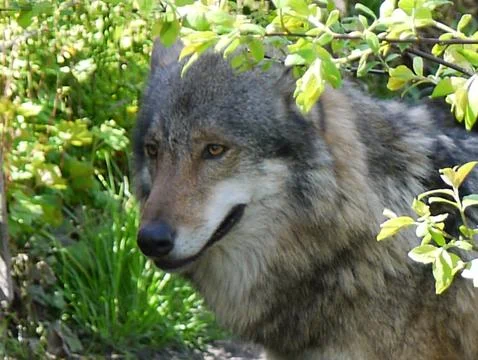 Portrait of a wolf Stock Photos