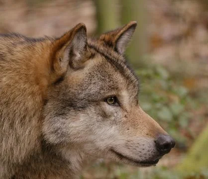 Portrait of a wolf Stock Photos