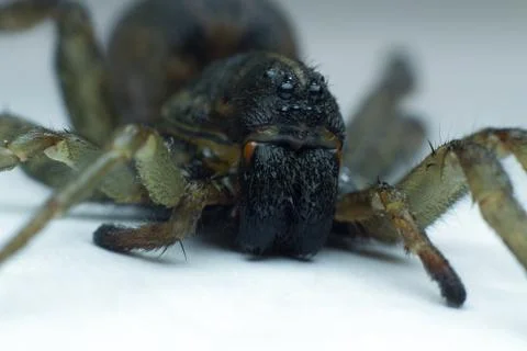 Portrait of a wolf spider Stock Photos