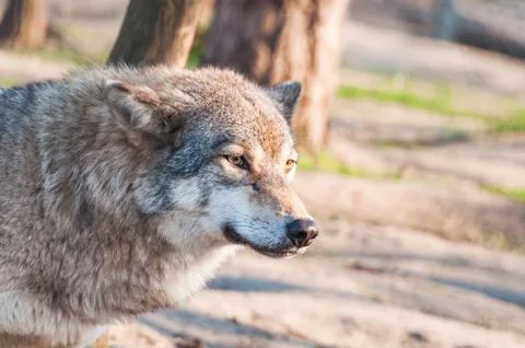 Portrait of a wolf in the zoo Stock Photos
