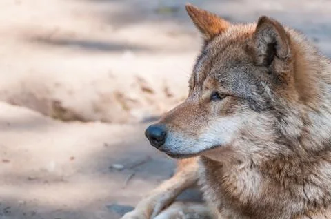 Portrait of a wolf in the zoo Stock Photos
