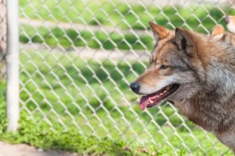 Portrait of a wolf in the zoo Stock Photos