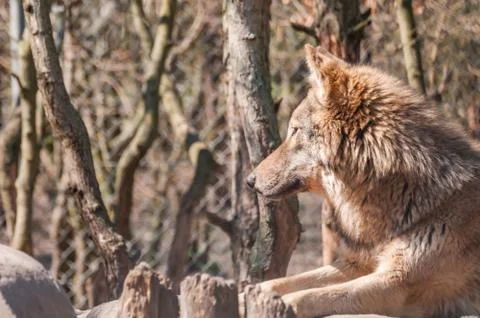 Portrait of a wolf in the zoo Stock Photos