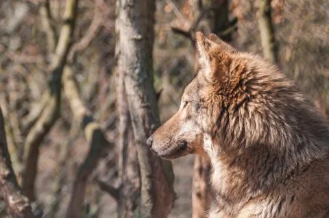 Portrait of a wolf in the zoo Stock Photos