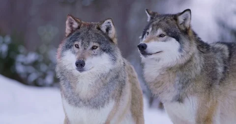 Portrait of wounded alpha standing with wolf pack Stock Footage 95289191