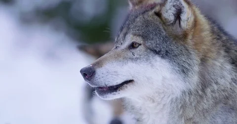 Portrait of wounded alpha wolf curiously looking around Stock Footage 72321294