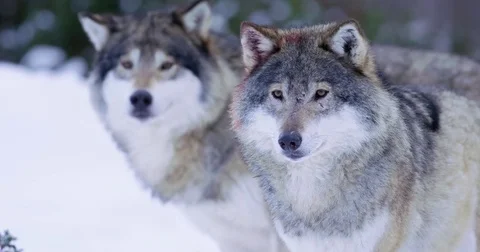 Portrait of wounded alpha wolf curiously looking around Stock Footage 72540333