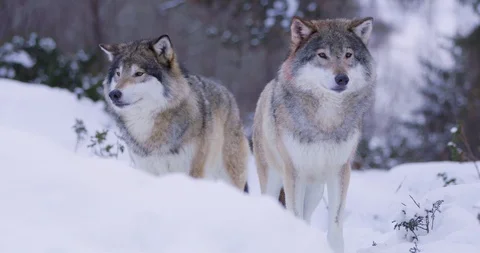 Portrait of wounded alpha wolf curiously looking around Stock Footage 95247706