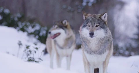 Portrait of wounded alpha wolf curiously looking around Stock Footage 95289990