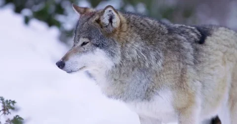 Portrait of wounded alpha wolf looking around in slow motion Stock Footage 72321418