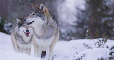 Portrait of wounded alpha in a wolf pack Stock Footage 95288503