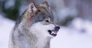 Portrait Of Wounded Wolf Displaying Teeth Stock Footage