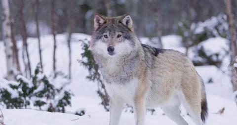 Portrait of wounded wolf displaying teeth Stock Footage 95247581