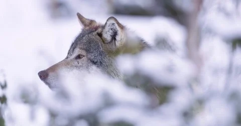 Portrait of wounded wolf sneaking in forest Stockbeeldmateriaal 72319597