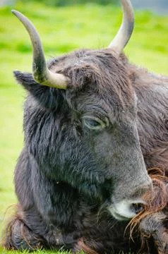 Portrait of a Yak Lying Down Stock Photos