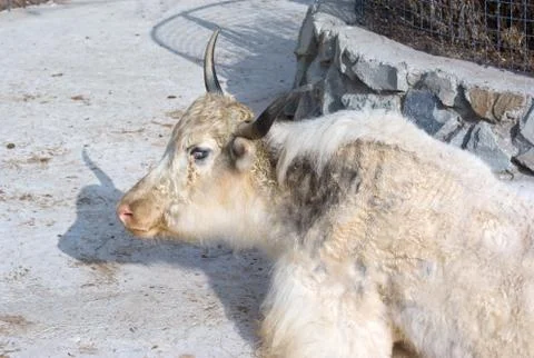 Portrait of a Yak Stock Photos