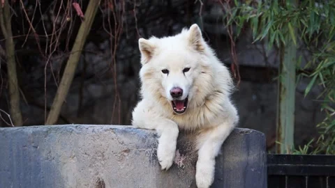 Portrait of a yawning dog. Stock Footage 150211686