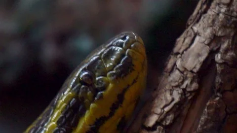 Portrait of a yellow anaconda close-up. Stock Footage 88500587