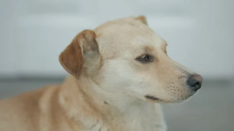 Portrait of a yellow dog Stock-Footage 253552643