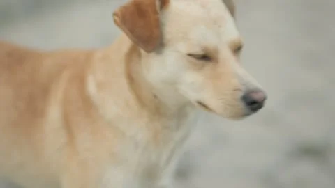 Portrait of a yellow dog Stock Footage 253703208
