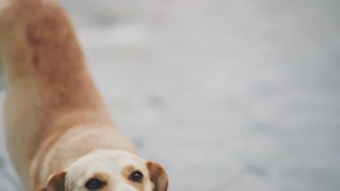 Portrait of a yellow dog Video stock 255239316