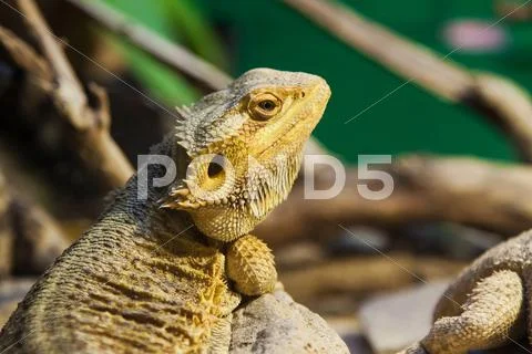 Portrait of yellow reptile Stock Photos