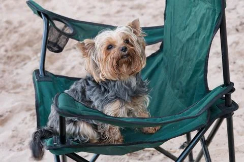 Portrait of a yorkshire terrier on the beach, sitting on chair Stock Photos