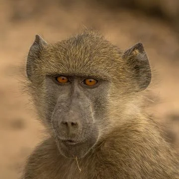Portrait of a young baboon Stock Photos