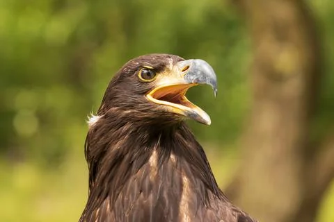 Portrait of a young bald eagle with an open beak. Stock Photos