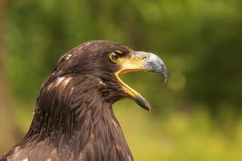 Portrait of a young bald eagle with an open beak. Foto stock