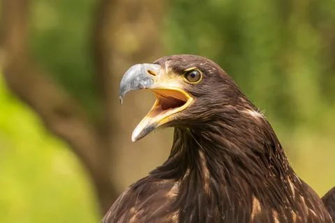 Portrait of a young bald eagle with an open beak. Stock Photos