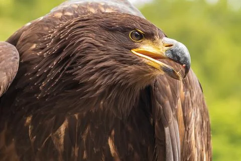 Portrait of a young bald eagle with an open beak. Foto stock