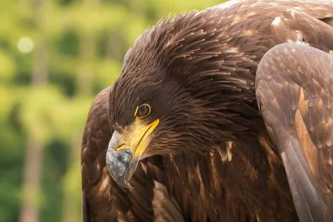 Portrait of a young bald eagle with an open beak. Stock Photos