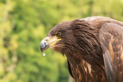 Portrait of a young bald eagle with an open beak. Stock Photos